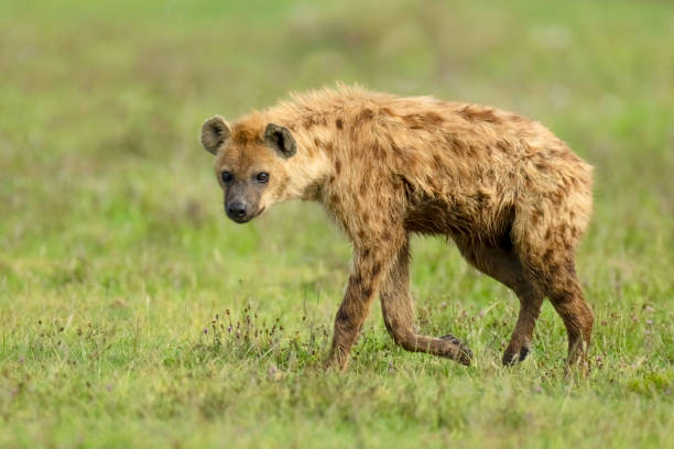 Nine-year-old boy killed by pack of hyenas in Juja village