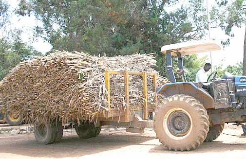 A Tractor carrying sugarcane. PHOTO/Print