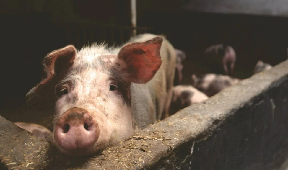 Kakamega farmers urged to venture into pig keeping