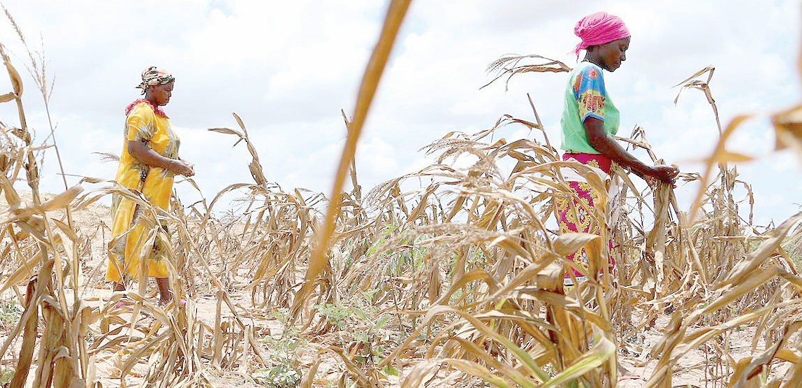 Agrifood sectors most affected by climate change, UN agency says