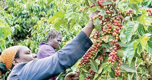 Coffee farmers net Sh824m from weekly sale at Nairobi auction