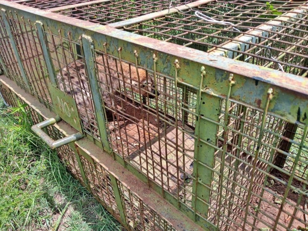 Juja: KWS capture second hyena after series of attacks