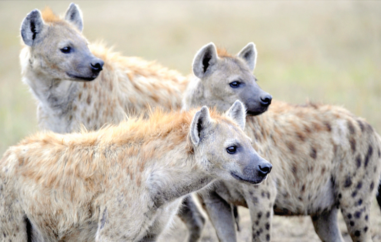 Juja, Rongai man-eating hyenas have rabies – KWS