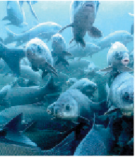 Report shows quarter of fresh water fish are<br>endangered