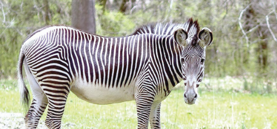 Conservationists to deploy GPS to protect Grevy’s zebra
