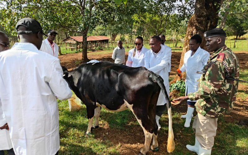 Veterinary officers attending to a cow suffering from foot and mouth disease. PHOTO/Emmanuel Tarus