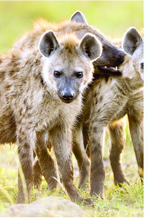 KWS translocates 12 hyenas trapped in Juja after outcry