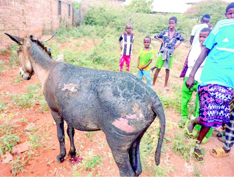 Cop killed by explosive hidden in donkey cart