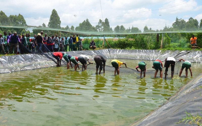 Fish farming at Gitunduti primary school in Mathira. PHOTO/Loise Wambugu.