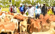 'Stop promoting poverty' - Khalwale chides Governor Orengo over distribution of cattle