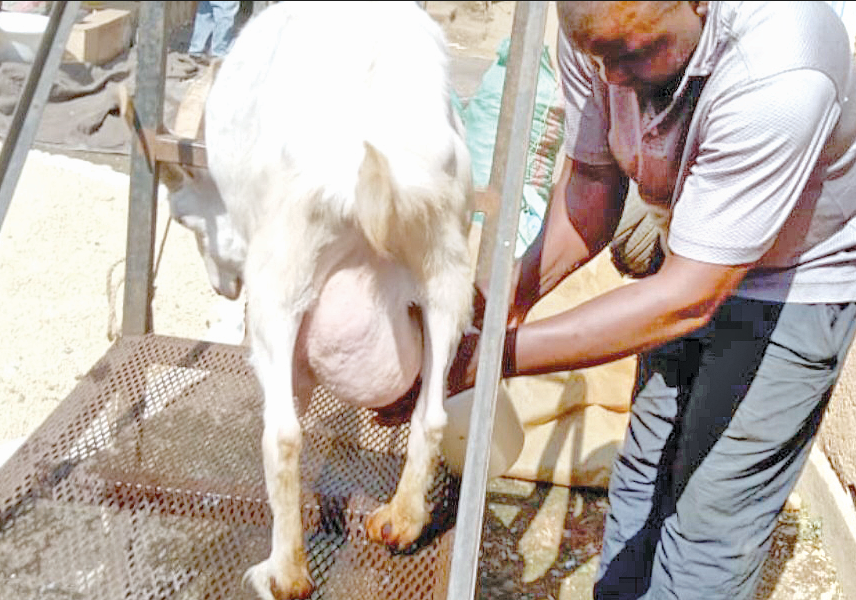 Trading fish for goat: Kisumu farmer finds gem in Saanen