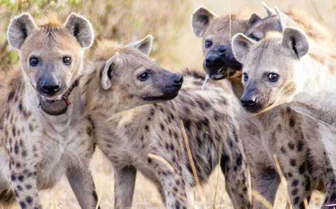 There have been repeated cases of hyena attacks across the country in the last few months. PHOTO/Print