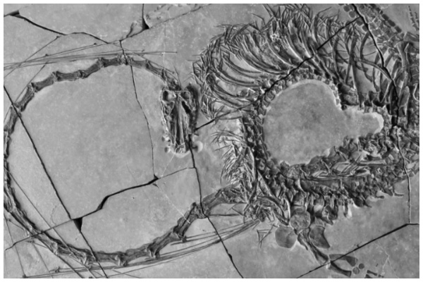 Scientists unveil 240-million-year-old ‘dragon’ fossil