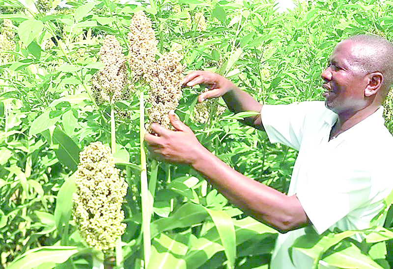 Finger millet farmers get boost with launch of new variety in Busia