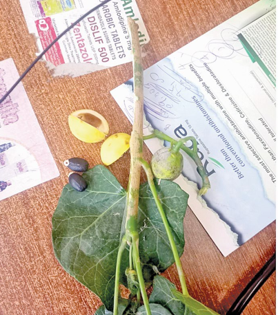 Students taken ill after eating wild fruits in Athi River