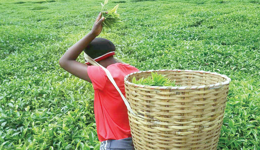 Production by small-scale tea farmers jumps 15pc