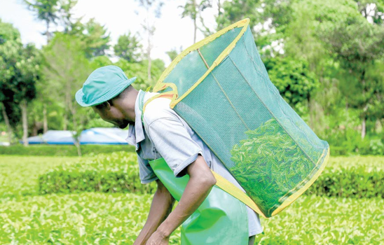 Tea sector posts Sh180b in 2023 on stable prices