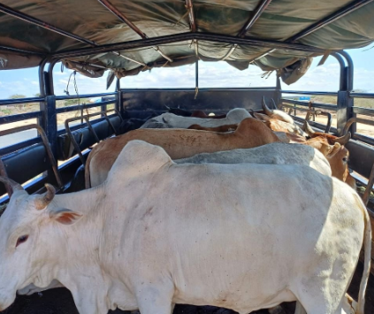 Recovered cattle in a lorry. PHOTO/National Police