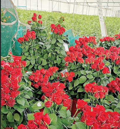 Firms explain why flower growing is no longer a bed of roses in Kenya