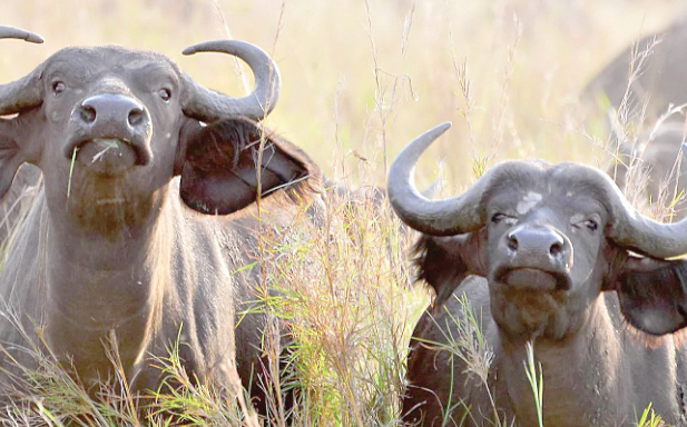 Concern as elderly man killed by stray buffalo in Voi