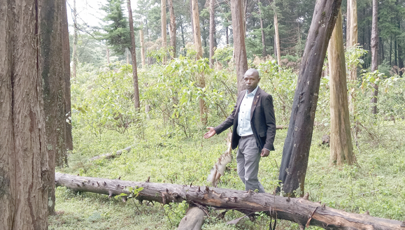 Overgrown trees in Nandi forest to cost State over Sh100m