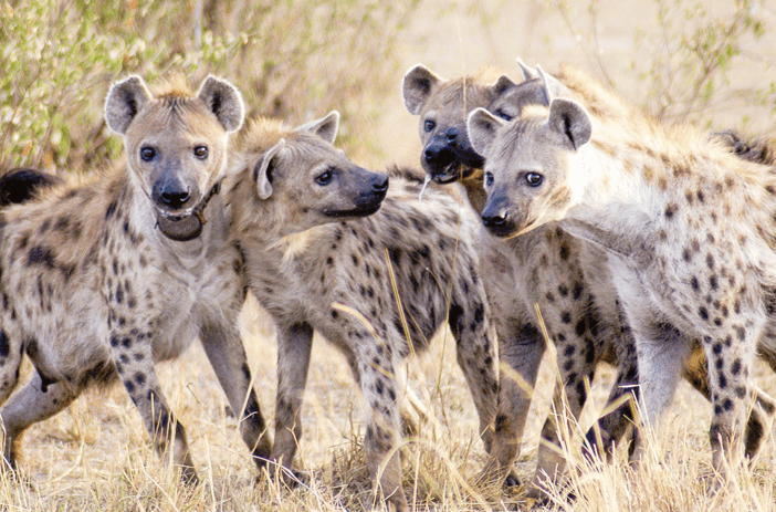 New school eases life for locals in hyena-infested region