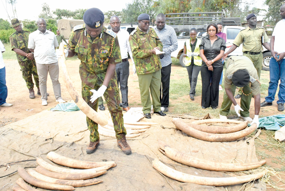 Coronavirus led to drop in poaching, says UN report