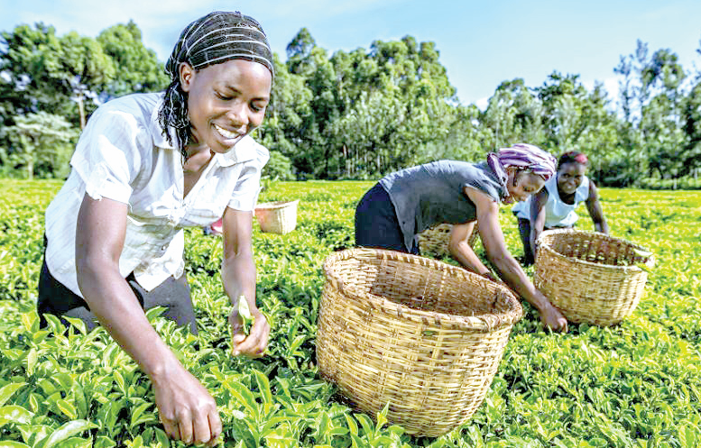 Ruto wants Kenya tea brand enhanced to boost farmer living