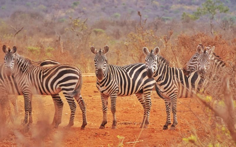 KWS
