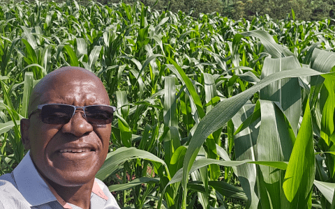 Senator Khalwale showing his cane farm. PHOTO/@DrBKhalwale/X