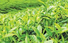 Directors raise concern over graft in tea sector. PHOTO/Print