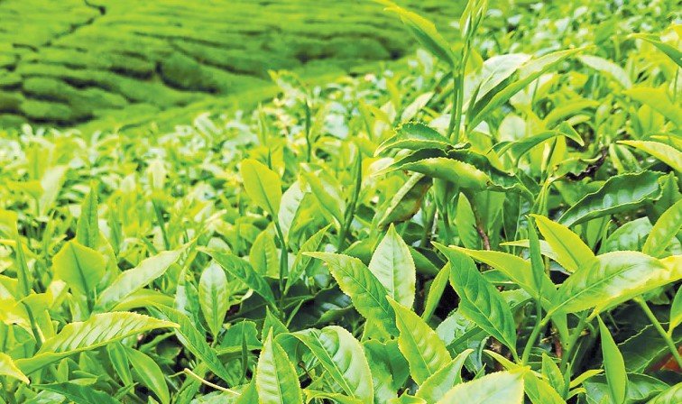 Directors raise concern over graft in tea sector. PHOTO/Print