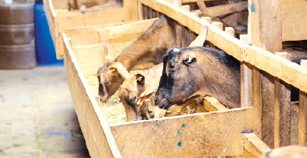 How farmer manages dairy goats in small Githurai plot