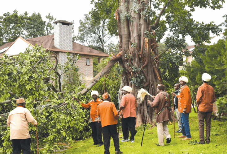 Members of the Kikuyu cultural group – Kiama Kia-Ma Elders inspecting a Mugumo tree that fell inside the Panari Hotel and Resort Nyahururu in Laikipia County on Tuesday evening damaging a house nearby. PHOTO/David Macharia