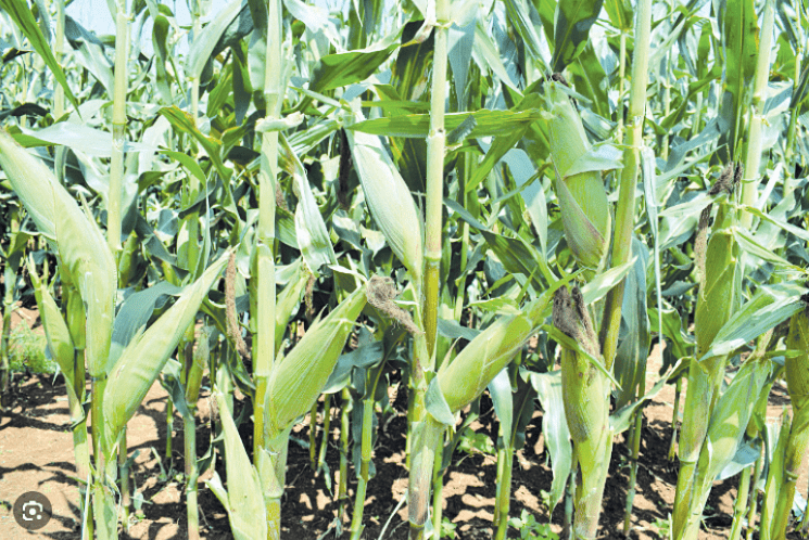 Nyamira farmers resume maize production