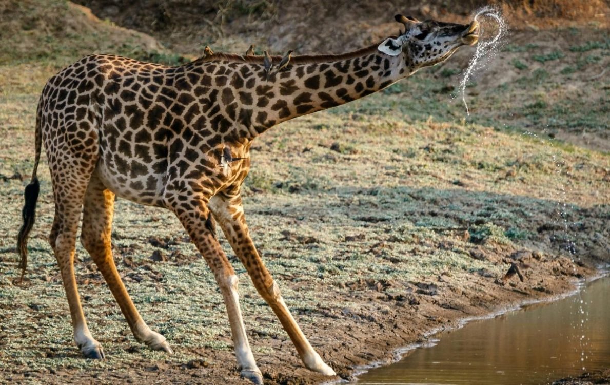 Police nab poachers with giraffe meat in Daadab