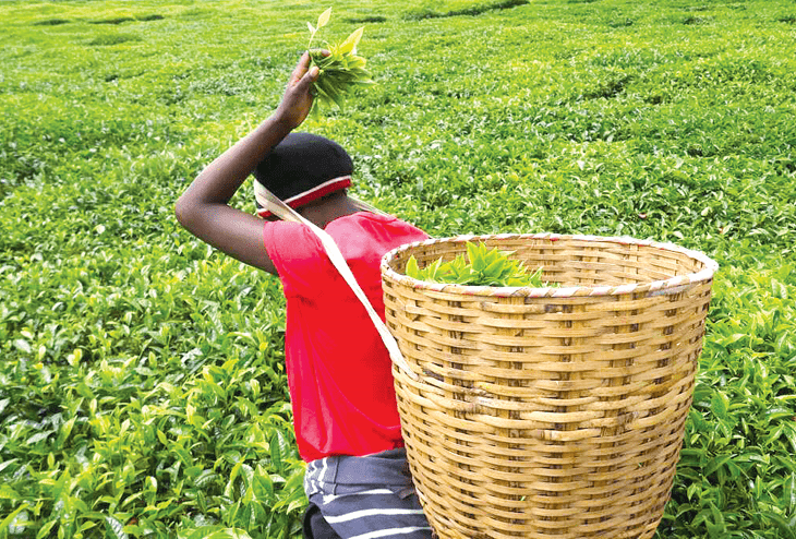 Kenya banks on better branding to double tea exports, earnings