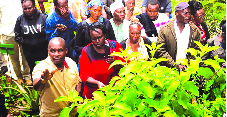 The Kenyan enthralled by the healing power of medicinal plants