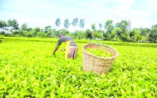 A tea farmer in the field. PHOTO/Print