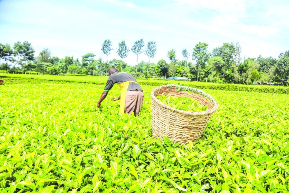 A tea farmer in the field. PHOTO/Print