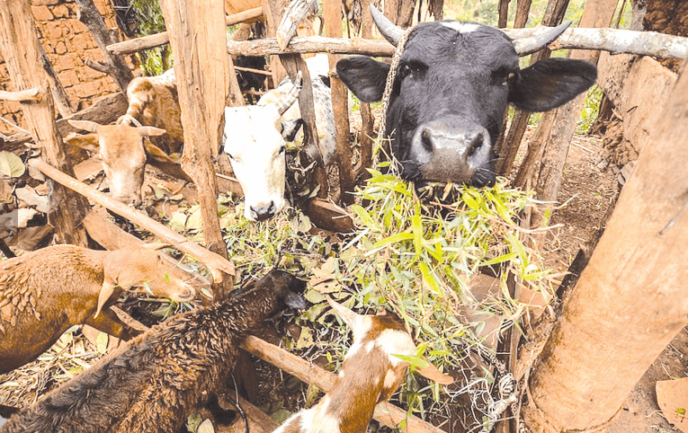 Ichung’wah proposes Bill to straighten livestock sector