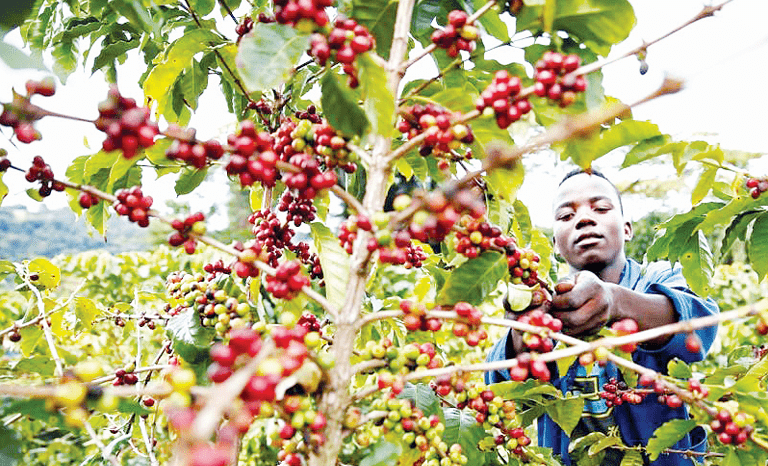 Farmers borrow Sh5b from coffee cherry advance kitty