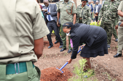 CJ Martha Koome plants a tree. PHOTO/Commissioner General of Prisons Patrick Aranduh during the decongestion exercise. PHOTO/ @Kenyajudiciary/x