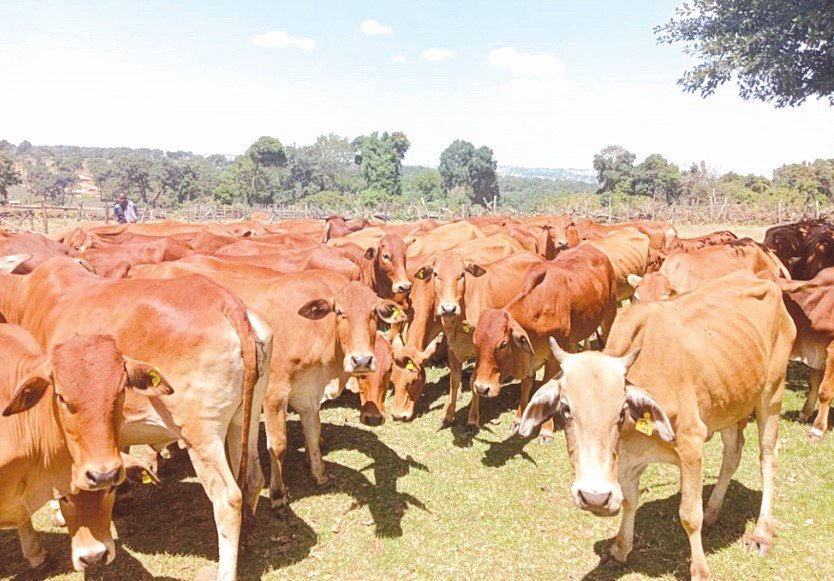 Veterinary department has reported that cattle diseases topped the animal disease.PHOTO/Print