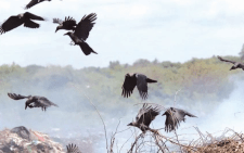 The crows have raided tourist hotels where they steal food from guests. PHOTO/BBC