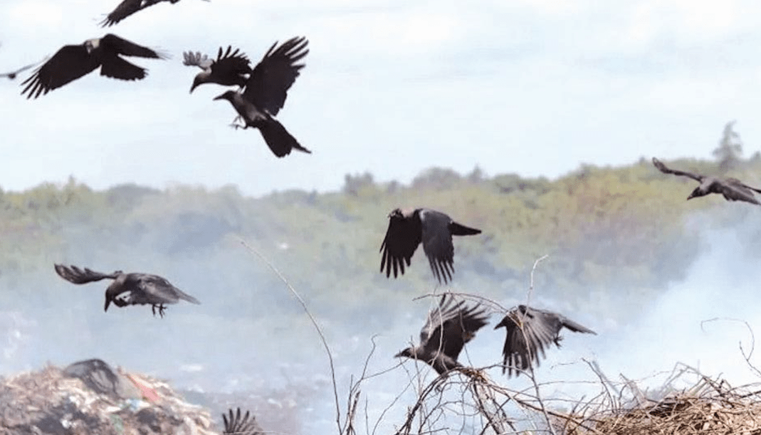 The crows have raided tourist hotels where they steal food from guests. PHOTO/BBC