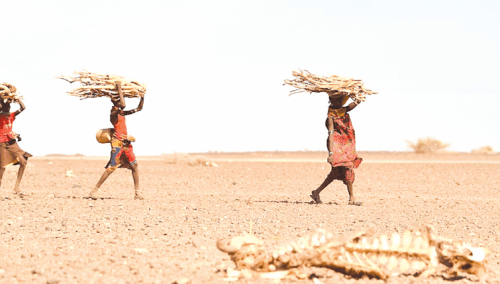 Women carrying firewood walk past a carcass of a cow in Loiyangalani, Kenya, during a past prolonged drought in the country. PHOTO/PRINT