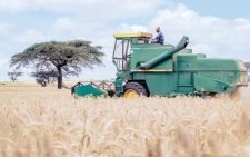 Wheat farming. PHOTO/Print