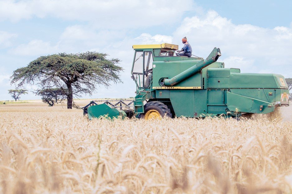 Wheat farming. PHOTO/Print