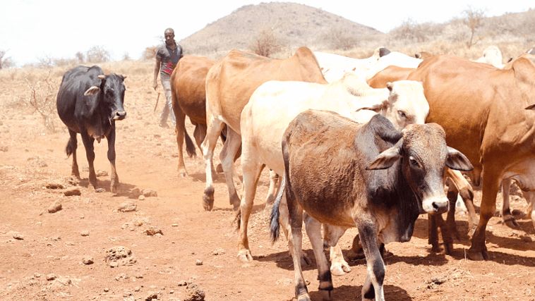 Isiolo export abattoir to be a game-changer for livestock sector